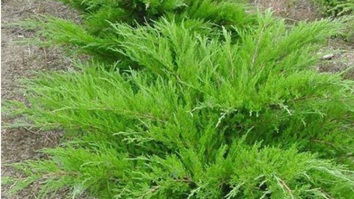 Juniperus × media